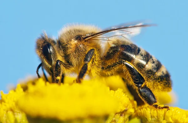 Detalj av honungsbinas — Stockfoto