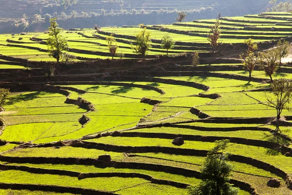 Zelené pole rýže v Nepálu — Stock fotografie
