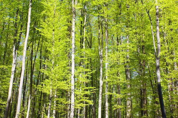 Spring wood of beech trees — Stock Photo, Image