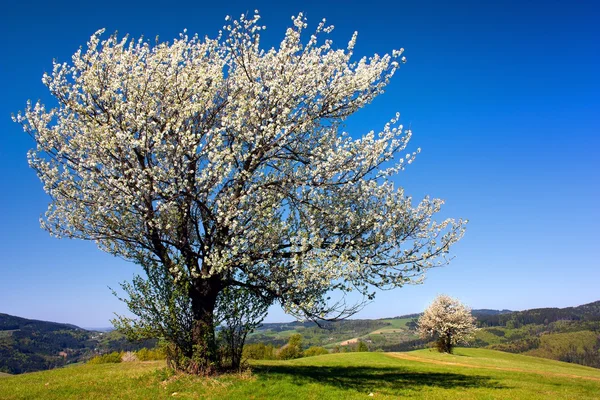 View of flowering cherry-trees — Stock Photo, Image