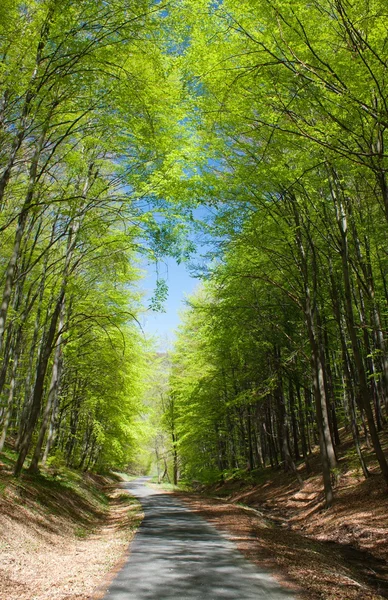 Vista primaveral de carretera forestal y bosque verde —  Fotos de Stock