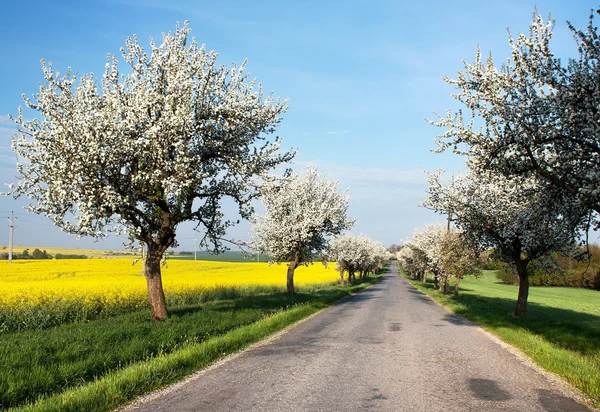 Весенний вид дороги с аллеей яблони и рапсового поля — стоковое фото