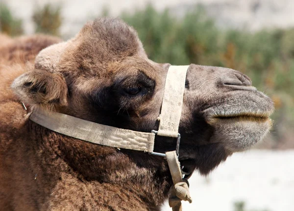 Retrato da cabeça de camelo — Fotografia de Stock