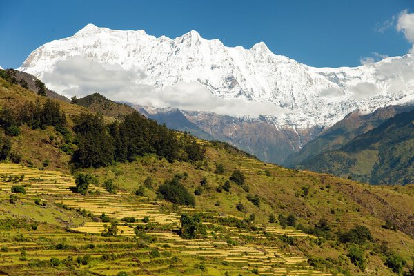 Rice field and snowy Himalayas mountain in Nepal