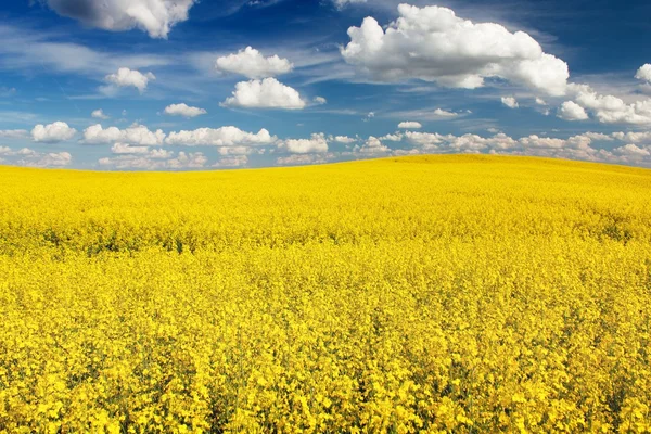 Güzel bulutlu kolza tohumu tarlası - yeşil enerji için bitki — Stok fotoğraf