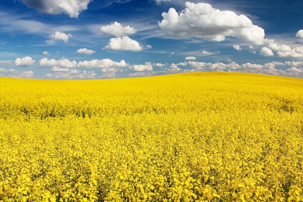 field of rapeseed with beautiful cloud - plant for green energy