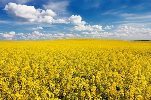 Veld van koolzaad met prachtige wolk - plant voor groene energie — Stockfoto