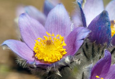 pasqueflower çiçek
