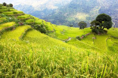 Rice field and village in Annapurna nountains - Nepal clipart