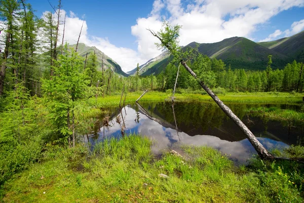 Tajga in sayan mountains - buryatia - russia — Stock Photo, Image