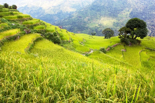 Рисовое поле и деревня в Аннапуре - Непал — стоковое фото