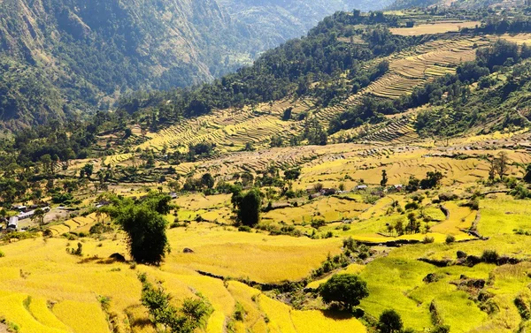 Rice fields and village in Nepal — Stock Photo, Image