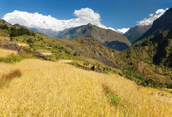 Risfält och snöiga Himalaya bergen i nepal — Stockfoto