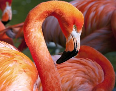 Amerikan flamingo - phoenicopterus ruber - güzel kırmızı boyalı kuş