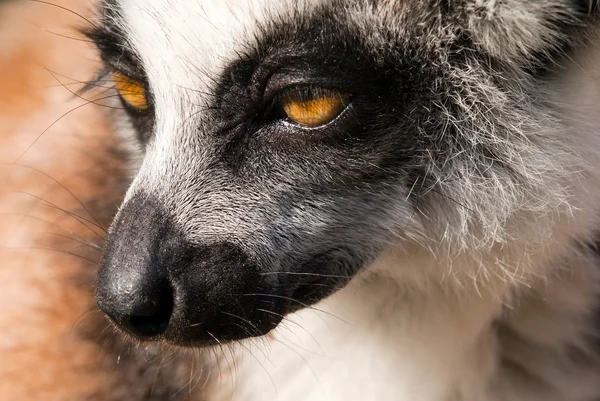 Head of ring-tailed lemur - lemur catta - from madagascar — Stock Photo, Image