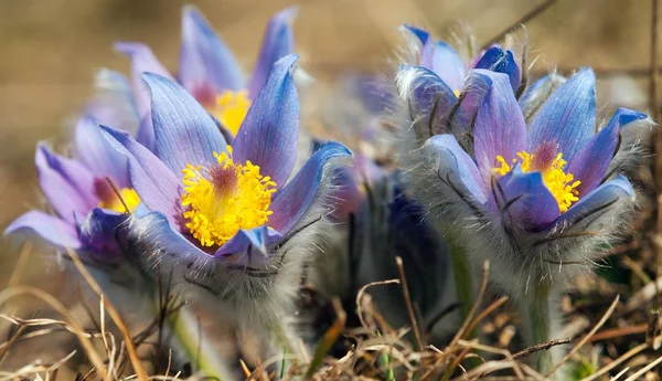 Flor de pasqueflower — Foto de Stock