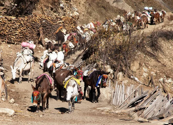 Caravana de mulas con mercancías - Oeste de Nepal —  Fotos de Stock