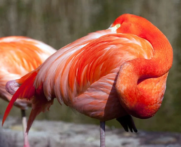 American Flamingo - Phoenicopterus ruber - beautiful red colored bird — Stock Photo, Image