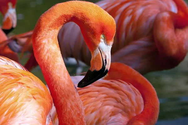 American Flamingo - Phoenicopterus ruber - beautiful red colored bird — Stock Photo, Image
