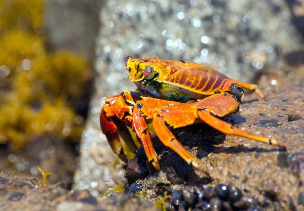 Cangrejo Rojo Sentado Sobre Piedra Crustáceo Mar Animal Acuático — Foto de Stock