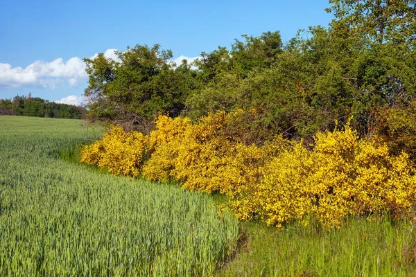 Cytisus Scoparius Common Broom Scotch Broom Yellow Flowering Blooming Time — Stock Photo, Image