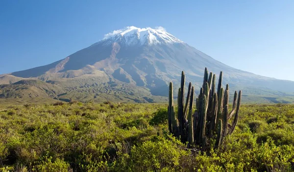 Vulcão Misti Cacto Dos Melhores Vulcões Perto Cidade Arequipa Peru — Fotografia de Stock