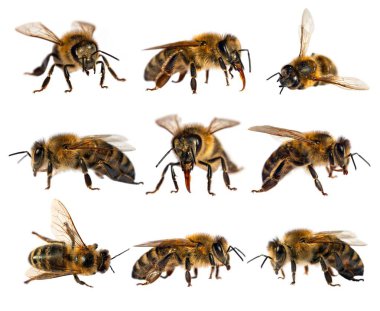 Beyaz arka planda Latin Apis Mellifera, Avrupai veya batı bal arılarından oluşan dokuz arı kümesi izole edilmiştir.