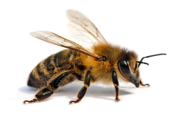 拉丁文Apis Mellifera European或Western Honey Bee中蜜蜂或蜜蜂的详细情况 分离于白色背景中 — 图库照片