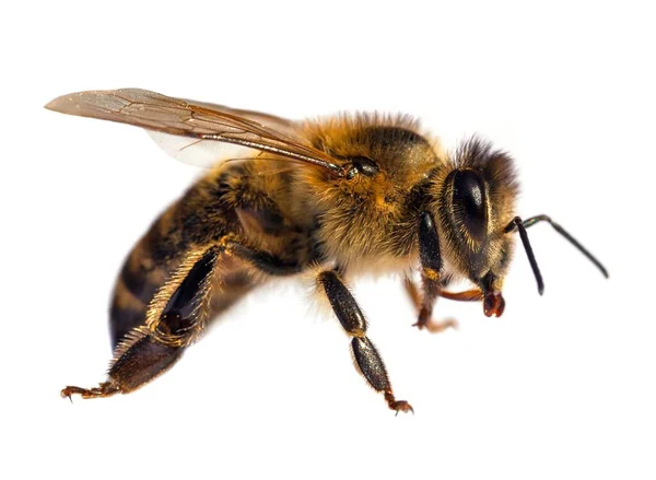 Деталі Бджоли Або Медоносної Бджоли Латинською Apis Mellifera European Або — стокове фото