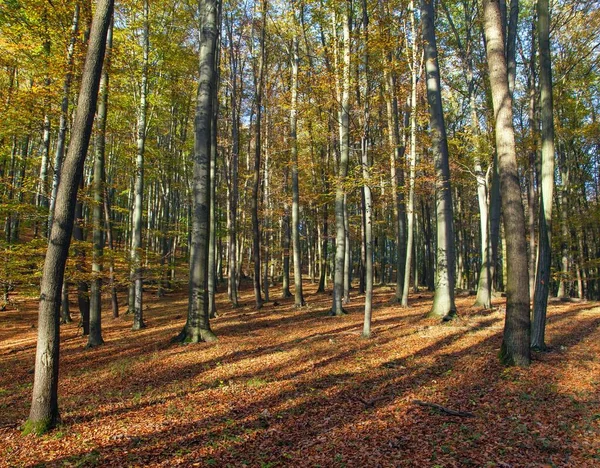 Herbstwald Laubbäume Buchenwald Chriby Tschechien — Stockfoto