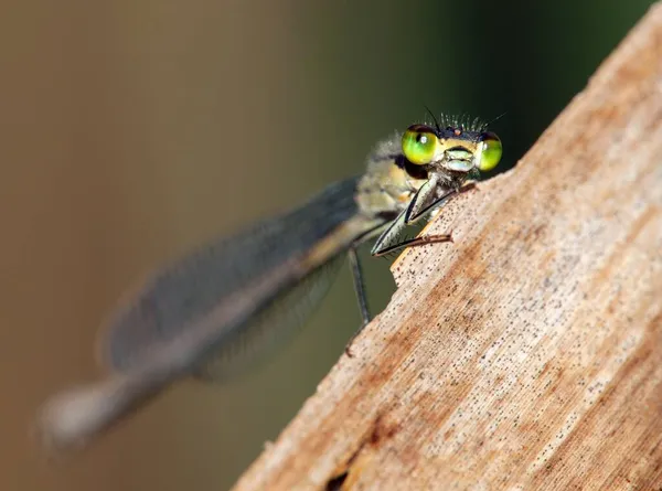 Libelle Mit Grünen Augen Auf Braunem Hintergrund Schönes Insekt — Stockfoto
