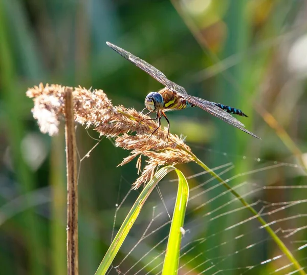 Libelle Blau Und Grün Gefärbt Auf Gras Auf Grünem Hintergrund — Stockfoto