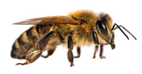 ラテン語でミツバチやミツバチの詳細Apis Mellifera ヨーロッパや西洋のミツバチは白い背景に隔離されています — ストック写真
