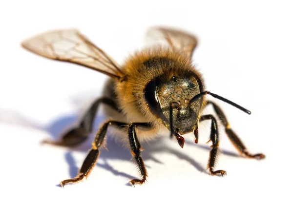 Detail Van Bij Honingbij Het Latijn Apis Mellifera Europese Westerse — Stockfoto