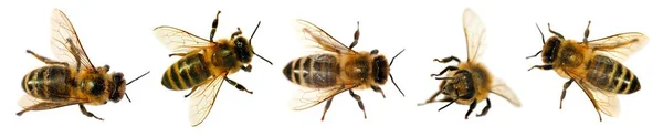 Set Von Fünf Bienen Oder Honigbienen Lateinisch Apis Mellifera Europäische — Stockfoto