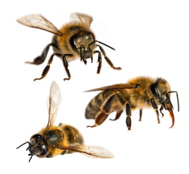 Beyaz arka planda Latin Apis Mellifera, Avrupai veya batı bal arısı seti var.