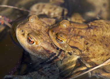 Ortak ya da Avrupa kurbağası kahverengi, gölette çiftleşen kurbağalar