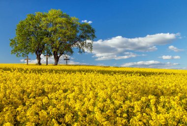 Latin Brassica Napus 'ta tecavüz tohumu, yeşil enerji ve petrol endüstrisi için ekili bir bitki, ilkbahar altın çiçek tarlası ve iki keten ve üç haçtan oluşan bir gruptur.