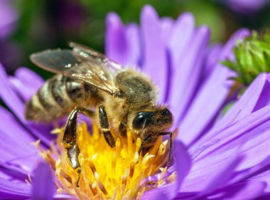 Latin Apis Mellifera, Avrupai ya da batı bal arısı sarı mor ya da mavi çiçekte oturan arı ya da bal arısının ayrıntıları