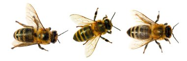 Beyaz arka planda Latin Apis Mellifera, Avrupai veya batı bal arısı seti var.
