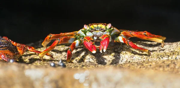 Red Crab Sitting Stone Sea Crustacean Water Animal — Stock Photo, Image