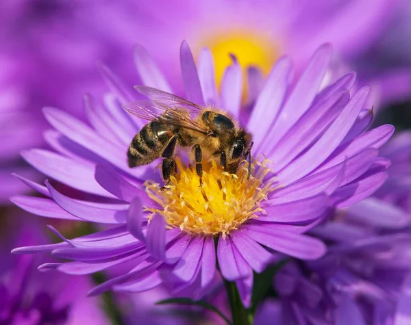 Méh Vagy Méh Részletei Sárga Lila Vagy Kék Virágon Ülő — Stock Fotó