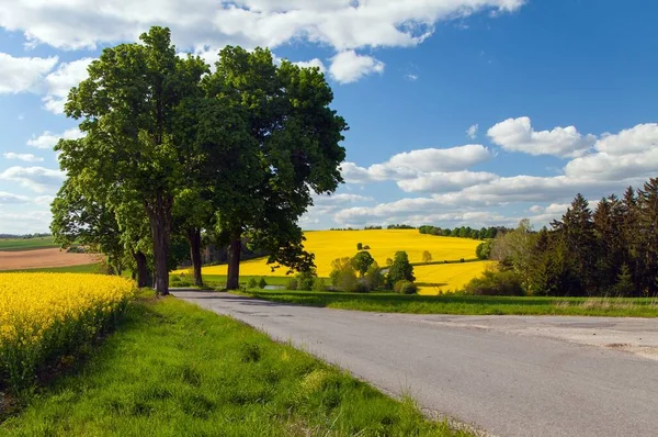 Field Rapeseed Canola Colza Road Alley Lime Trees — Foto Stock