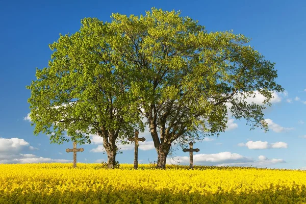 Rapeseed Canola Colza Latin Brassica Napus Rape Seed Plant Green — Stock Photo, Image