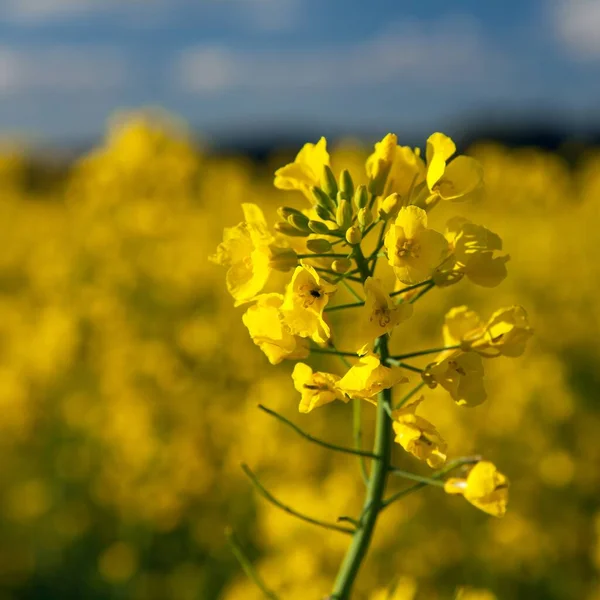 ラテン語で菜種カノーラやコルザの黄金の開花フィールドの詳細 Brassica Napus レイプ種子は緑のエネルギーと石油産業のための植物です — ストック写真