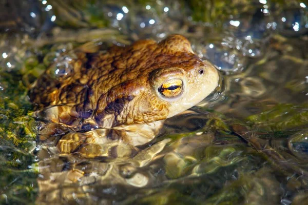 Sapo Comum Europeu Marrom Sapo Colorido Latim Bufo Bufo — Fotografia de Stock