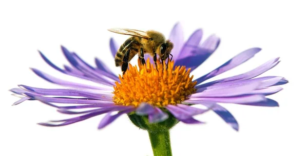 ラテン語で蜂やミツバチ Apis Mellifera ヨーロッパまたは西洋のミツバチは 白い背景に隔離された青紫色または紫色の花に座っています — ストック写真