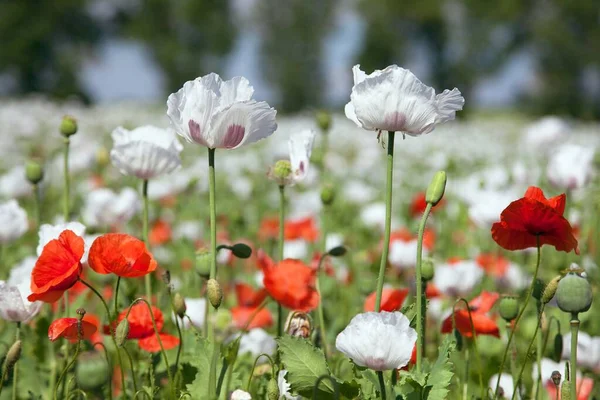 Blühendes Schlafmohnfeld Lateinisch Papaver Somniferum Mohnfeld Wird Mit Rotem Mohn — Stockfoto