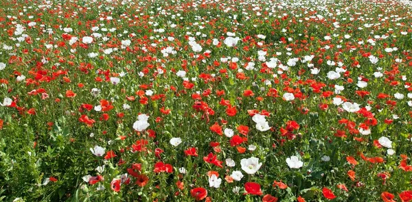 flowering opium poppy field in Latin papaver somniferum, poppy field weeded with red poppies, white colored poppy is grown in Czech Republic for food industry