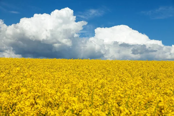 ラテン語で菜種 またはコルザのフィールド空に美しい雲とアブラソコムギは 緑のエネルギーと石油産業 春の黄金の開花フィールドのための植物です — ストック写真